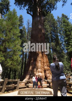 Il Sequoia National Park è un parco nazionale della Sierra Nevada meridionale, California, famoso per i suoi giganteschi alberi di sequoia, tra cui il Gener Foto Stock