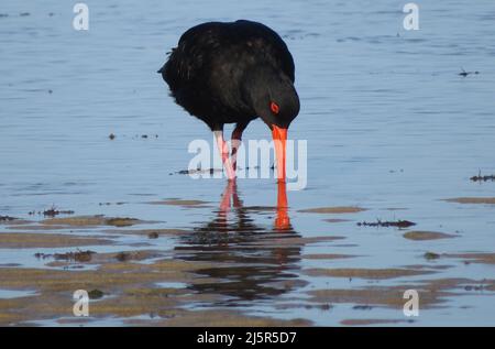 Ostercatcher variabile. (Haematopus unicolor) è un uccello costiero calcioso e familiare, con una lunga e luminosa fattura arancione, che si trova intorno a gran parte della Nuova Zelanda. Il Foto Stock