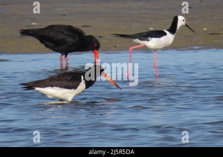 Ostercatcher variabile. (Haematopus unicolor) è un uccello costiero calcioso e familiare, con una lunga e luminosa fattura arancione, che si trova intorno a gran parte della Nuova Zelanda. Il Foto Stock