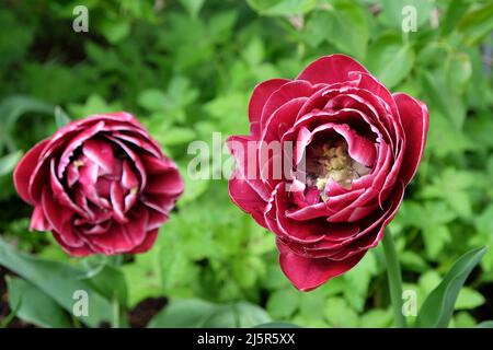 Doppio tulipano ÔDream TouchÕ in fiore Foto Stock