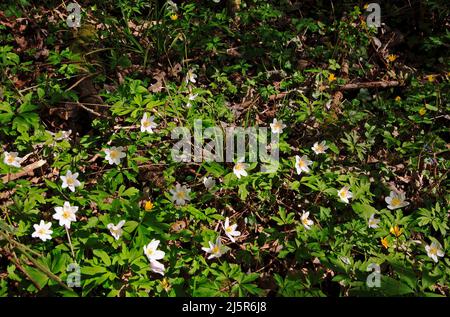 Un gruppo di legno Anemone, Anemone nemorosa, in fiore sul pavimento di boschi antichi a Foxley Wood, Foxley, Norfolk, Inghilterra, Regno Unito. Foto Stock