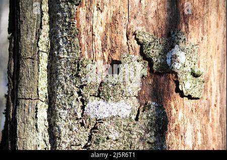 Foto di primo piano orizzontale di tronco di albero in parte perdendo la sua corteccia. Foto Stock