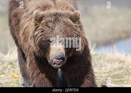 Orso grizzly che lecca il naso Foto Stock