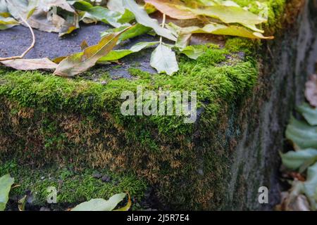 Il muschio cresce nella foresta, sfondo verde di muschio lussureggiante, fuoco selettivo. Luce solare. Spring Wildlife ed ecologia, primo piano. Foto Stock