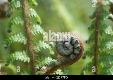 Fresh Fern Spiral primo piano Vista di Fresh Green Young Wild Fern in forma di spirale con profondità di campo poco profonda nella foresta. Messa a fuoco selettiva con sfondo verde sfocato Foto Stock