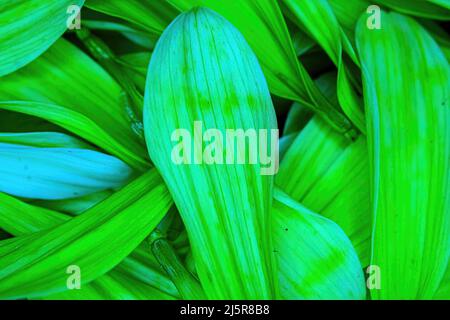 Pedali colorati a margherita con fiori accatastati insieme Foto Stock