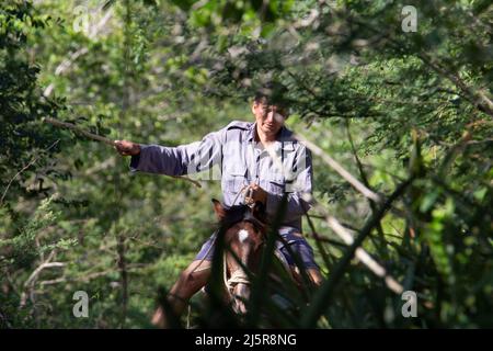 HOLGUIN, CUBA - 25 FEBBRAIO; 2020 cowboy in una camicia blu che circonda lo stile cubano del bestiame Foto Stock