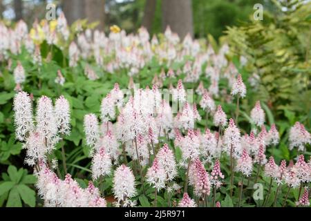 Fiore di foglia di cuore bianco in fiore. Foto Stock