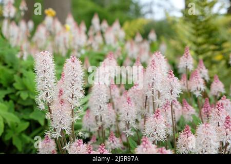 Fiore di foglia di cuore bianco in fiore. Foto Stock