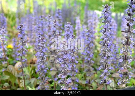 Bugle blu 'Braunherz' in fiore Foto Stock