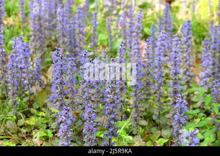 Bugle blu 'Braunherz' in fiore Foto Stock