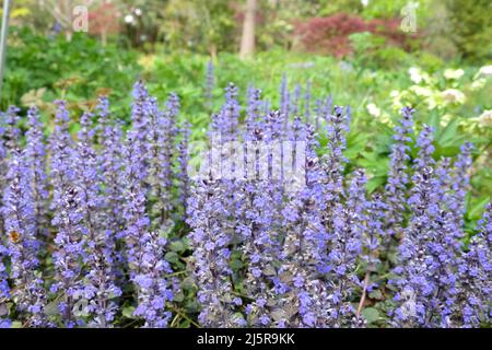 Bugle blu 'Braunherz' in fiore Foto Stock