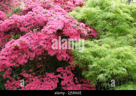 Grande albero rosa azalea caldo e foglia verde acer in fiore. Foto Stock