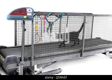 tapis roulant per gatti di fronte a sfondo bianco Foto Stock