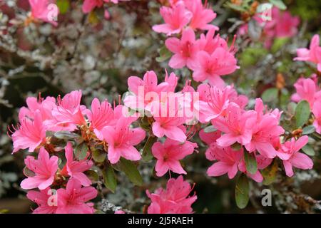 Rosa dainty Rhodendron fiori in fiore. Foto Stock