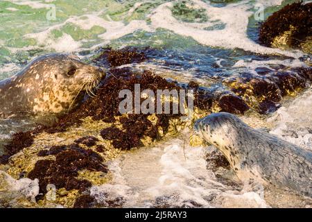 La foca madre del porto (Phoca vitulina) e il cucciolo come cucciolo lavato su una roccia mentre imparano a nuotare. Fotografato a Pacific Grove, California, USA. Foto Stock