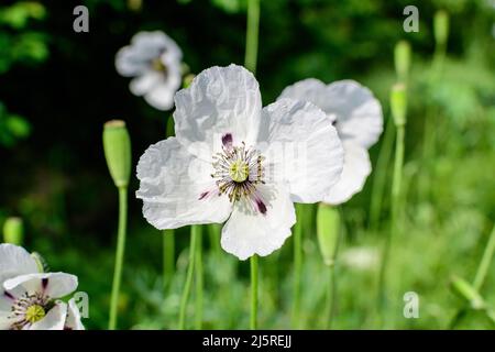 Un fiore di papavero bianco con piccole gocce d'acqua e erba verde sfocata in un giardino estivo soleggiato, bello sfondo floreale all'aperto fotografato con Foto Stock