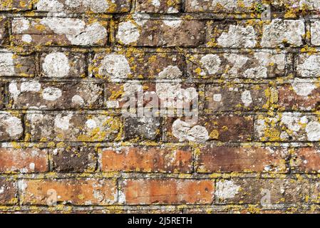 Muro di mattoni coperto di lichen Foto Stock