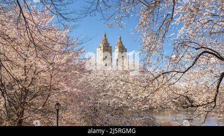 Primavera a Central Park New York City. Vista panoramica degli alberi di ciliegia Yoshino in fiore presso il lago sul lato Upper West di Manhattan. USA Foto Stock