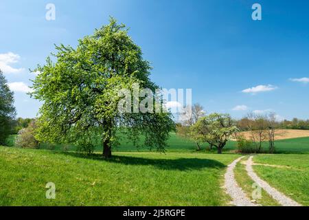 Primavera nella Germania sudoccidentale Foto Stock