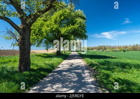 Primavera nella Germania sudoccidentale Foto Stock