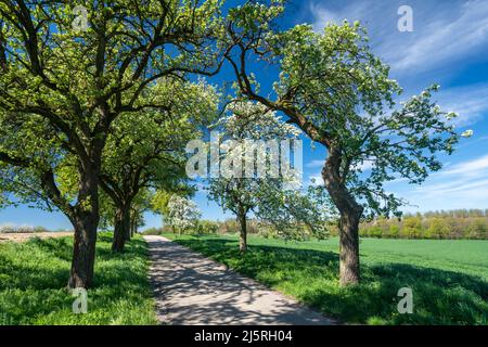 Primavera nella Germania sudoccidentale Foto Stock