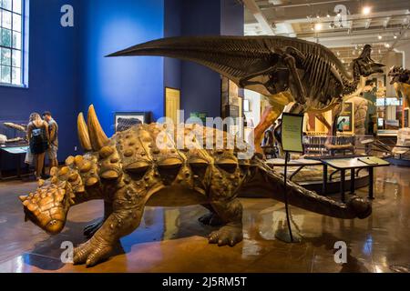 Vista panoramica di una sala espositiva di repliche di diverse specie di dinosauri, Museo di Storia Naturale, Balboa Park, San Diego Foto Stock