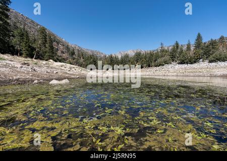 Crescita delle alghe al Crystal Lake nelle montagne di San Gabriel vicino Los Angeles, California. Foto Stock