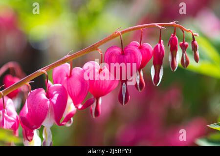 Fiori rosa e rosso a forma di cuore di Lamprocapnos spectabilis, precedentemente noto come Dicentra spectabilis, o la pianta del cuore sanguinante, in primavera Foto Stock