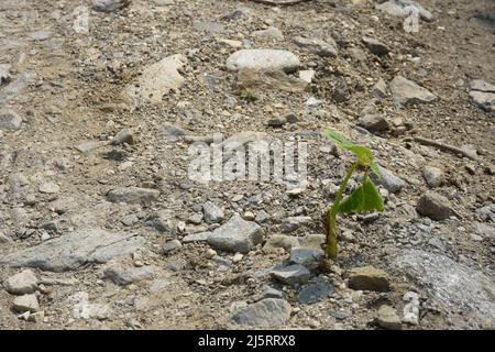 Pianta verde che sopravvive in condizioni molto ostili, Uno sfondo Foto Stock