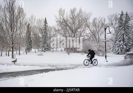 Il ciclista affronta una tempesta di neve primaverile, Prince’s Island Park, Calgary, Alberta, Canada Foto Stock