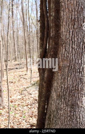 Una vite dormiente spessa dell'Ivy del veleno attaccata ad un albero grande Foto Stock