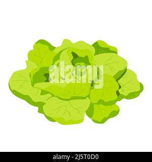 Lattuga fresca verde romena, Lactuca sativa, isolata sul bianco. Cavolo fresco e succoso crudo. Alimentazione sana, vegetariana, verdure primaverili Illustrazione Vettoriale