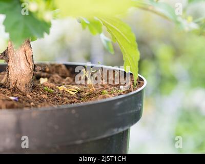 controllo del muschio in vivai e ottenere un manico su liverwort che copre la superficie dei mezzi di coltura o del suolo Foto Stock