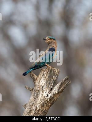 Foto della fauna selvatica di uccello blu e violetto, rullo indiano. Fotografia su sfondo astratto blu e verde. Foto Stock