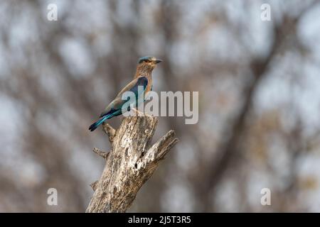 Foto della fauna selvatica di uccello blu e violetto, rullo indiano. Fotografia su sfondo astratto blu e verde. Foto Stock