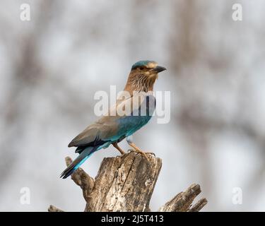 Foto della fauna selvatica di uccello blu e violetto, rullo indiano. Fotografia su sfondo astratto blu e verde. Foto Stock