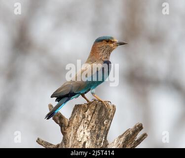 Foto della fauna selvatica di uccello blu e violetto, rullo indiano. Fotografia su sfondo astratto blu e verde. Foto Stock