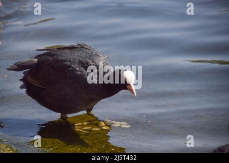 Un coot eurasiatico adulto (Fulica atra) in un lago parco nel Regno Unito. Foto Stock