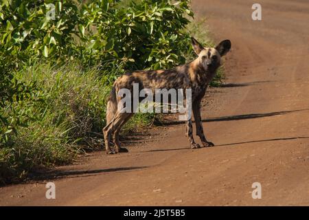 L'African WID Dog, noto anche come The Painted Dog o Painted Wolf, è uno dei mammiferi più in pericolo al mondo Foto Stock