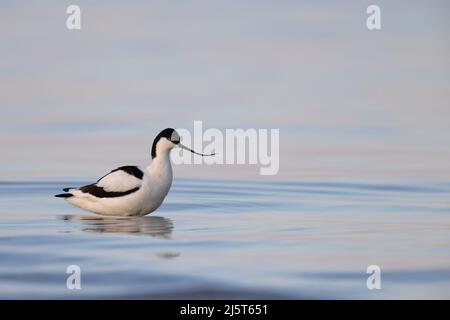 Il Pied Avocet (Recurvirostra avosetta) Foto Stock