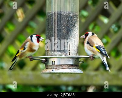 Un paio di Goldfinches (Carduelis Carduelis) che nutrano semi di nyjer, West Lothian, Scozia. Foto Stock