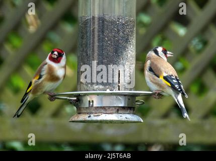 Un paio di Goldfinches (Carduelis Carduelis) che nutrano semi di nyjer, West Lothian, Scozia. Foto Stock