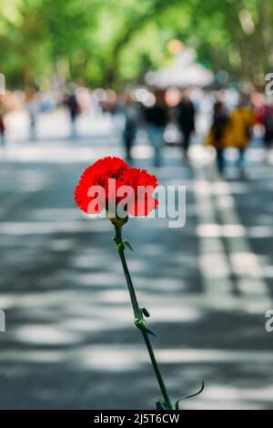 Lisbona, Portogallo - 25 aprile 2022: Folle di portoghesi tengono fiori di garofano ad Avenida da Liberdade a Lisbona, Portogallo Foto Stock