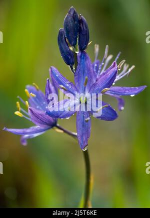 Camas comune (Camassia Quamash) fiori in Uplands Park, Oak Bay, British Columbia, Canada. Foto Stock