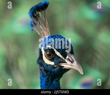 Un ritratto da vicino di un pavone (critico Pavo) a Beacon Hill Park a Victoria, British Columbia, Canada. Foto Stock