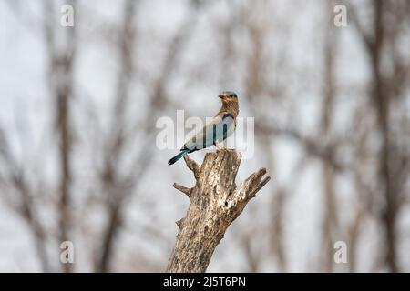 Foto della fauna selvatica di uccello blu e violetto, rullo indiano. Fotografia su sfondo astratto blu e verde. Foto Stock