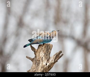 Foto della fauna selvatica di uccello blu e violetto, rullo indiano. Fotografia su sfondo astratto blu e verde. Foto Stock