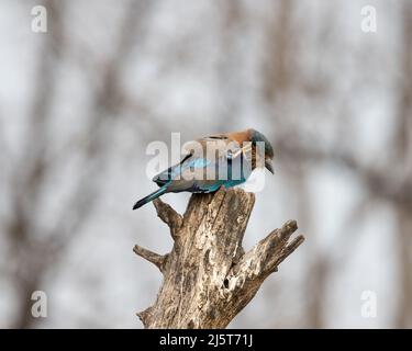 Foto della fauna selvatica di uccello blu e violetto, rullo indiano. Fotografia su sfondo astratto blu e verde. Foto Stock