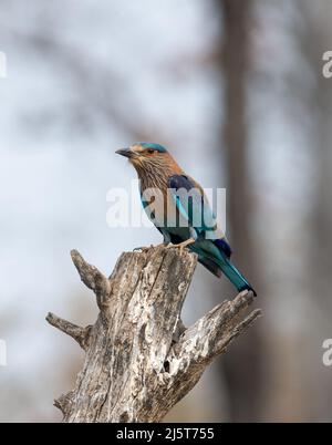 Foto della fauna selvatica di uccello blu e violetto, rullo indiano. Fotografia su sfondo astratto blu e verde. Foto Stock